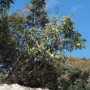 Acacia falciformis at Paddys River, ACT - 22 Nov 2017