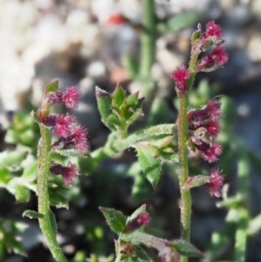 Gonocarpus tetragynus (Common Raspwort) at Paddys River, ACT - 21 Nov 2017 by KenT