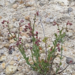 Gonocarpus tetragynus at Paddys River, ACT - 22 Nov 2017 08:19 AM