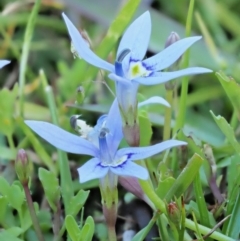 Isotoma fluviatilis subsp. australis (Swamp Isotome) at Paddys River, ACT - 22 Nov 2017 by KenT