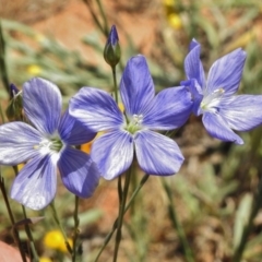 Linum marginale (Native Flax) at Molonglo Valley, ACT - 24 Nov 2017 by JohnBundock