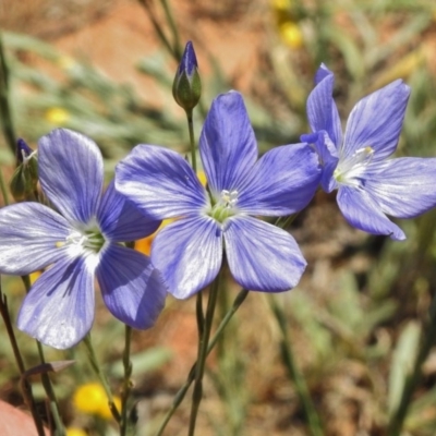 Linum marginale (Native Flax) at Molonglo Valley, ACT - 24 Nov 2017 by JohnBundock