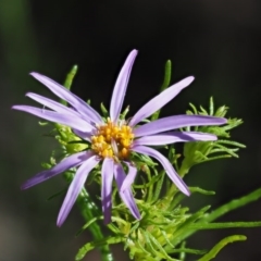 Olearia tenuifolia (Narrow-leaved Daisybush) at Gibraltar Pines - 21 Nov 2017 by KenT