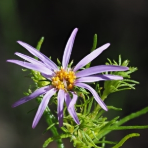 Olearia tenuifolia at Paddys River, ACT - 22 Nov 2017 07:56 AM