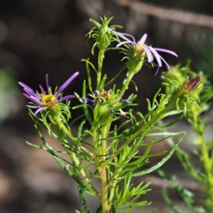 Olearia tenuifolia at Paddys River, ACT - 22 Nov 2017 07:56 AM