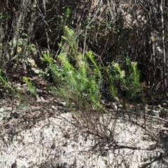 Olearia tenuifolia at Paddys River, ACT - 22 Nov 2017 07:56 AM