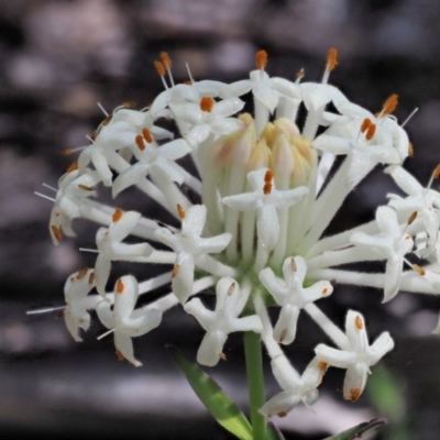 Pimelea treyvaudii (Grey Riceflower) at Gibraltar Pines - 21 Nov 2017 by KenT