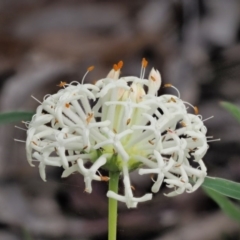 Pimelea treyvaudii at Paddys River, ACT - 22 Nov 2017 09:37 AM