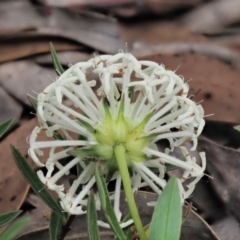 Pimelea treyvaudii at Paddys River, ACT - 22 Nov 2017