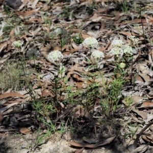 Pimelea treyvaudii at Paddys River, ACT - 22 Nov 2017 09:37 AM