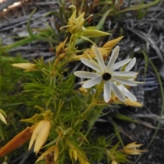 Stellaria pungens (Prickly Starwort) at Molonglo Valley, ACT - 24 Nov 2017 by JohnBundock