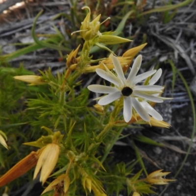 Stellaria pungens (Prickly Starwort) at Molonglo Valley, ACT - 24 Nov 2017 by JohnBundock
