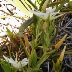 Stellaria pungens at Molonglo River Reserve - 24 Nov 2017