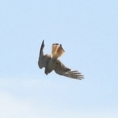 Falco cenchroides (Nankeen Kestrel) at Weston Creek, ACT - 24 Nov 2017 by JohnBundock