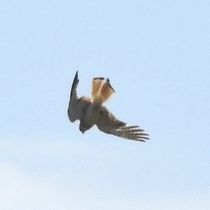 Falco cenchroides at Weston Creek, ACT - 24 Nov 2017