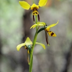 Diuris sulphurea (Tiger Orchid) at Paddys River, ACT - 21 Nov 2017 by KenT