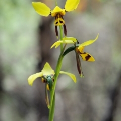 Diuris sulphurea (Tiger Orchid) at Paddys River, ACT - 22 Nov 2017 by KenT