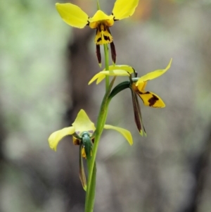 Diuris sulphurea at Paddys River, ACT - 22 Nov 2017