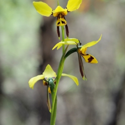 Diuris sulphurea (Tiger Orchid) at Paddys River, ACT - 21 Nov 2017 by KenT