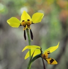 Diuris sulphurea at Paddys River, ACT - 22 Nov 2017