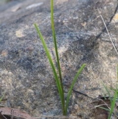 Diuris sulphurea at Paddys River, ACT - 22 Nov 2017