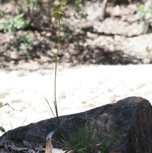 Diuris sulphurea at Paddys River, ACT - 22 Nov 2017