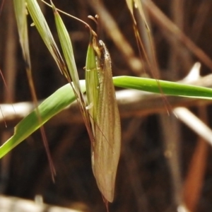 Myrmeleontidae (family) at Molonglo River Reserve - 24 Nov 2017