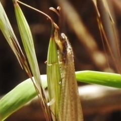 Myrmeleontidae (family) at Molonglo River Reserve - 24 Nov 2017 11:05 AM