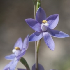 Thelymitra nuda (Scented Sun Orchid) at Michelago, NSW - 2 Nov 2009 by Illilanga