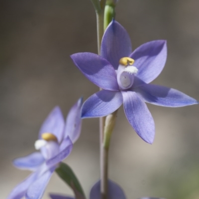 Thelymitra nuda (Scented Sun Orchid) at Illilanga & Baroona - 2 Nov 2009 by Illilanga