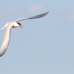 Hydroprogne caspia (Caspian Tern) at Wallagoot, NSW - 24 Nov 2017 by Leo