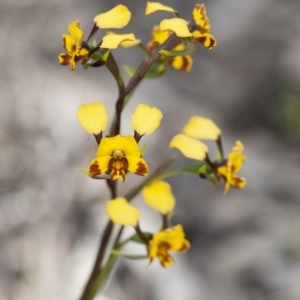 Diuris semilunulata at Illilanga & Baroona - 30 Oct 2009