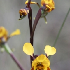 Diuris semilunulata at Illilanga & Baroona - 30 Oct 2009