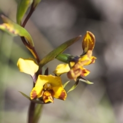 Diuris semilunulata at Illilanga & Baroona - 30 Oct 2009