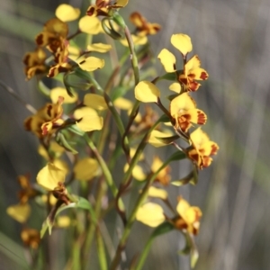 Diuris semilunulata at Illilanga & Baroona - 30 Oct 2009