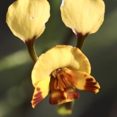 Diuris semilunulata at Illilanga & Baroona - 30 Oct 2009