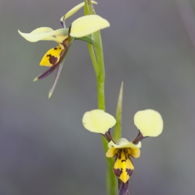 Diuris sulphurea (Tiger Orchid) at Illilanga & Baroona - 1 Nov 2009 by Illilanga