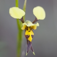 Diuris sulphurea at Illilanga & Baroona - 1 Nov 2009