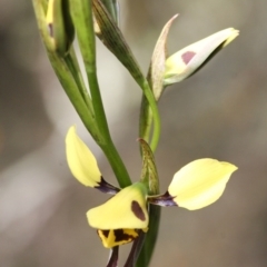 Diuris sulphurea at Illilanga & Baroona - 1 Nov 2009