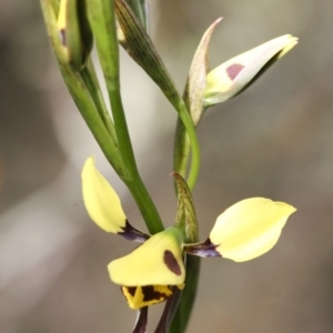 Diuris sulphurea at Illilanga & Baroona - 1 Nov 2009