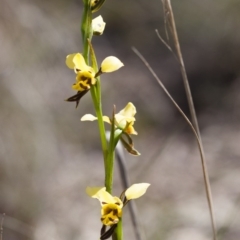 Diuris sulphurea at Illilanga & Baroona - 1 Nov 2009