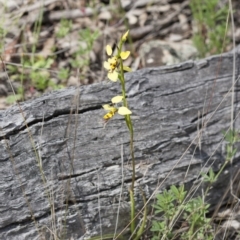 Diuris sulphurea at Illilanga & Baroona - 1 Nov 2009