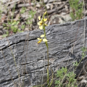 Diuris sulphurea at Illilanga & Baroona - 1 Nov 2009