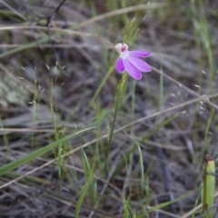 Caladenia carnea (Pink Fingers) at Illilanga & Baroona - 22 Oct 2014 by Illilanga