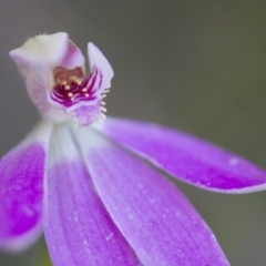 Caladenia carnea at Illilanga & Baroona - 22 Oct 2014