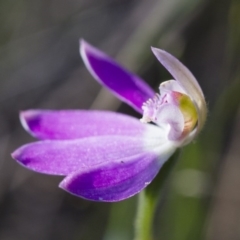 Caladenia carnea at Illilanga & Baroona - 22 Oct 2014