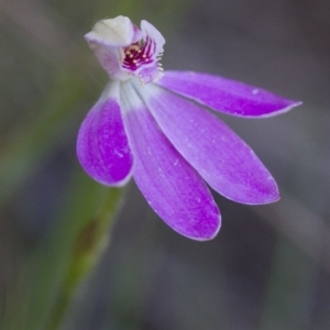 Caladenia carnea at Illilanga & Baroona - 22 Oct 2014