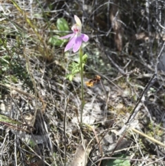 Caladenia carnea (Pink Fingers) at Illilanga & Baroona - 21 Oct 2016 by Illilanga