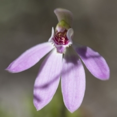 Caladenia carnea at Illilanga & Baroona - suppressed