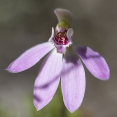 Caladenia carnea at Illilanga & Baroona - 21 Oct 2016